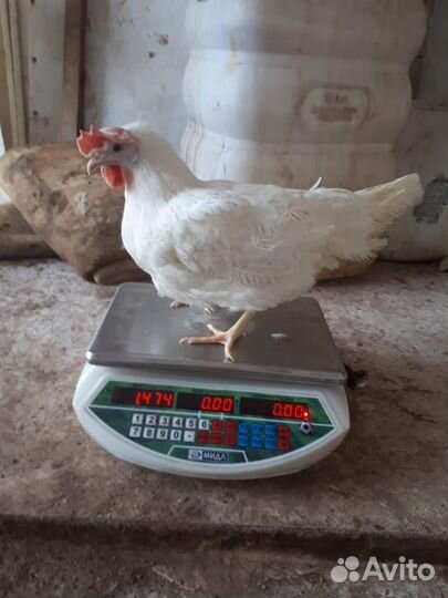 Куры молодки несушки