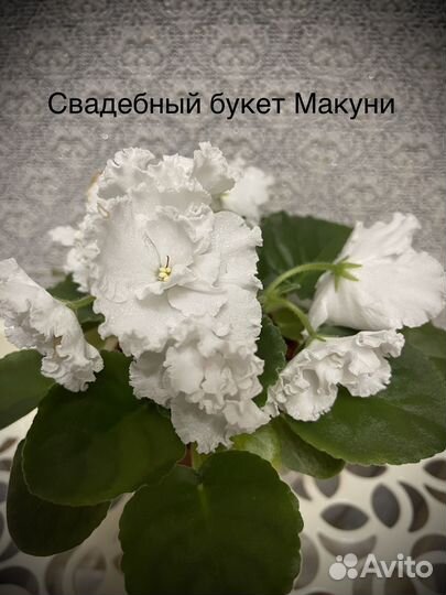 Фиалка