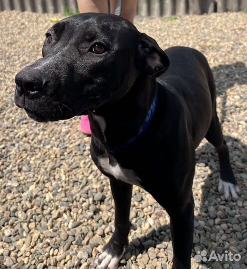 Щенок питбуля