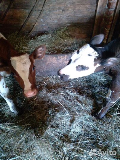 Телята бычки домашние