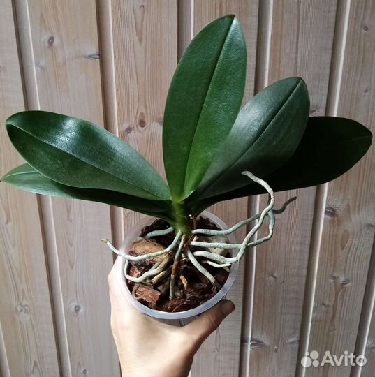 Орхидея фаленопсис мультифлора