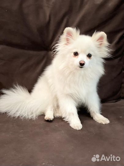 Померанский шпиц мини