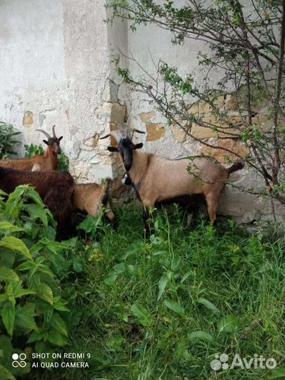 К. Р. С, 40 голов, рассматриваю обмен на авто