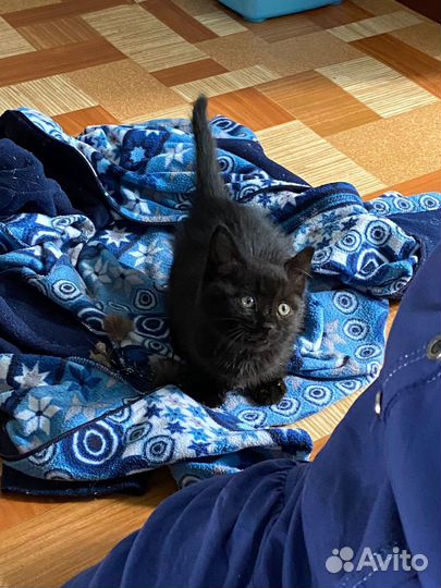 Черный котенок мальчик