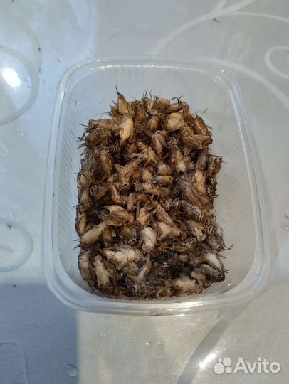 Домовой сверчок замороженный/корм для стрижей