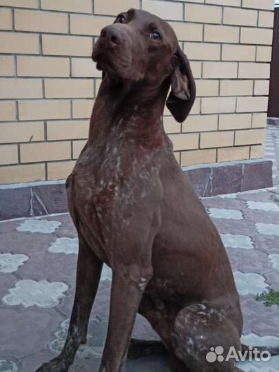 Вязка Курцхаар