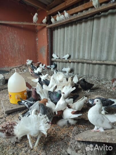 Декоративные голуби