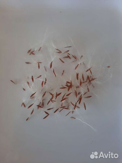 Дипландия (Мандевилла) семена