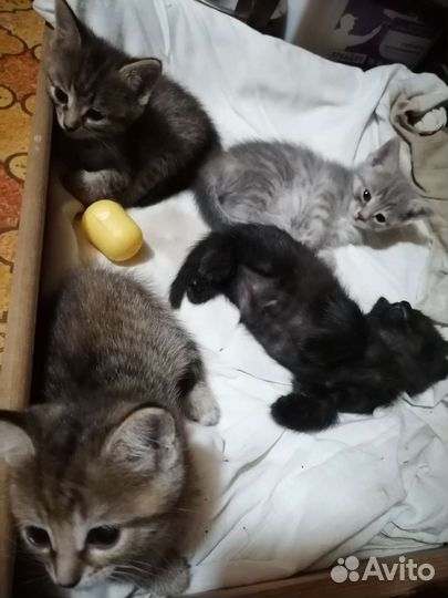 Котята в добрые руки