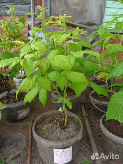 Малина ремонтантная (красная) саженцы