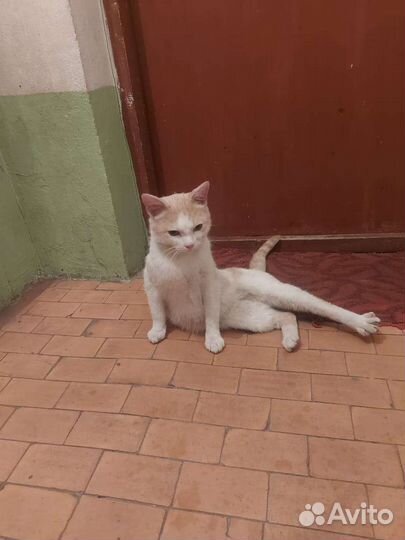 Котик ласковый