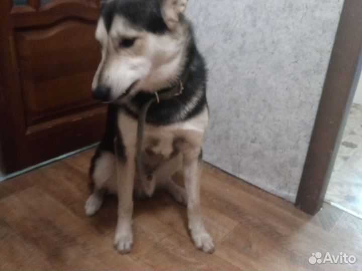 Русско европейская лайка