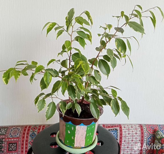 Фикус бенджамина пестролистный