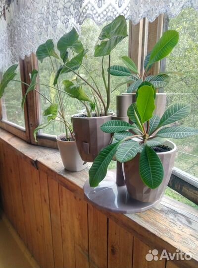 Отдам комнатные цветы в дар без горшков