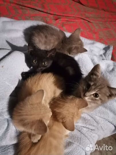 Кошки бесплатно