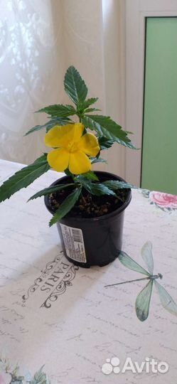 Комнатные цветы. Тёрнера