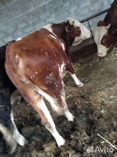 Быки сементалы на откорме