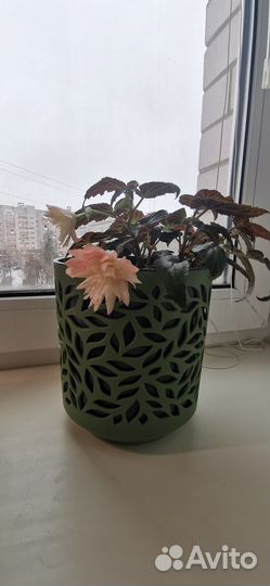 Бегония беллекония