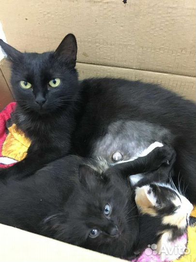 Кошка и котенок