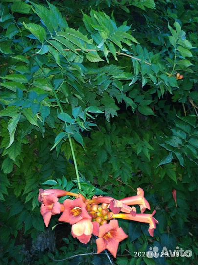 Рассада текомы (кампсис)