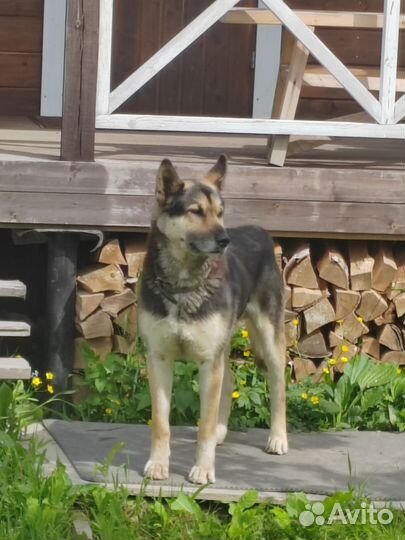 Собака в добрые руки