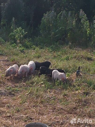 Вьетнамские вислобрюхие поросята