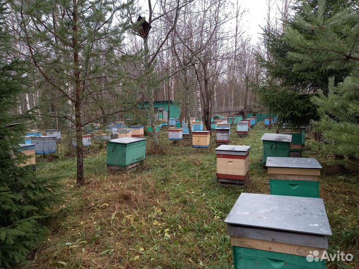 Продам пчелосемьи, в ульях Всю пасеку в одни руки