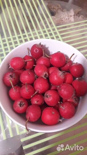 Боярышник, Тутовник, Орех,Крыжовник саженцы