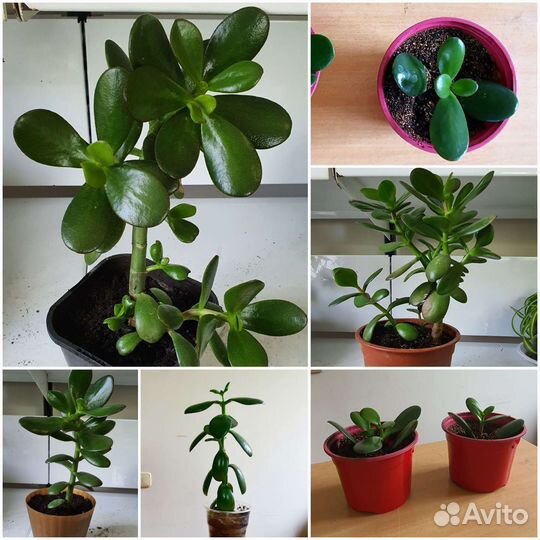 Крассула толстянка