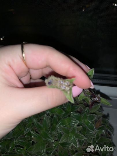 Цианотис сомалийский