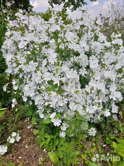 Мускусная мальва, многолетник