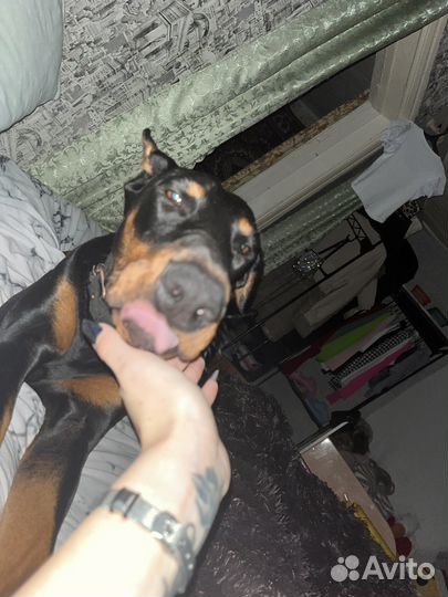 Доберман 9 мес