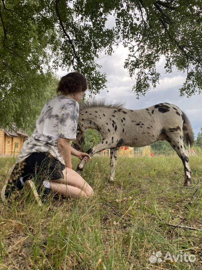 Пони