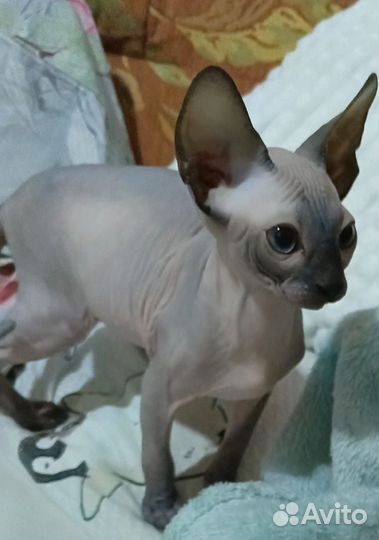 Канадский сфинкс котенок девочка