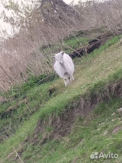 Коза дойная