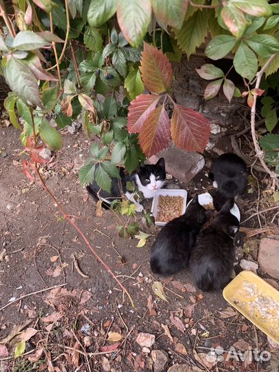 Кошки в добрые руки