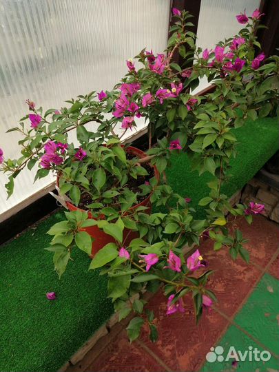 Бугенвилия сансервилия фикусы пеларгонии