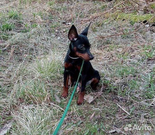 Цвергпинчер