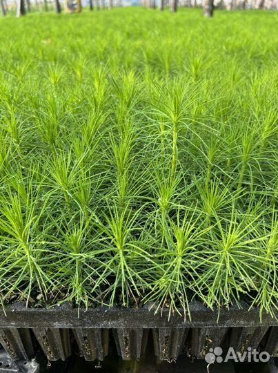 Зкс Сосна окс Сеянцы Ель Лиственница Кедр горная