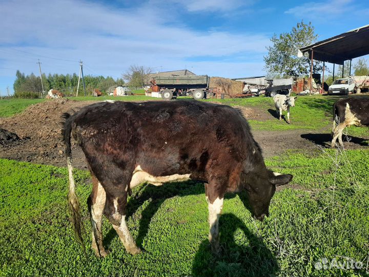 Коровы дойные