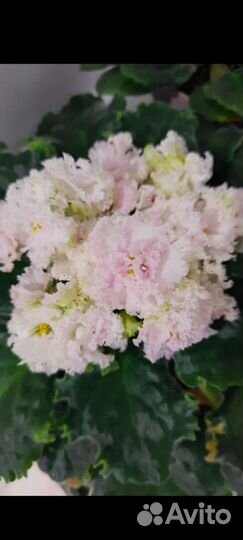 Укорененные листики фиалки