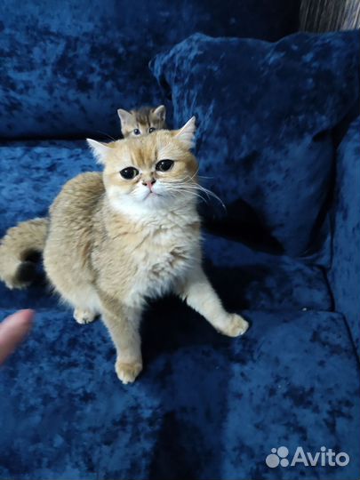 Британская кошка