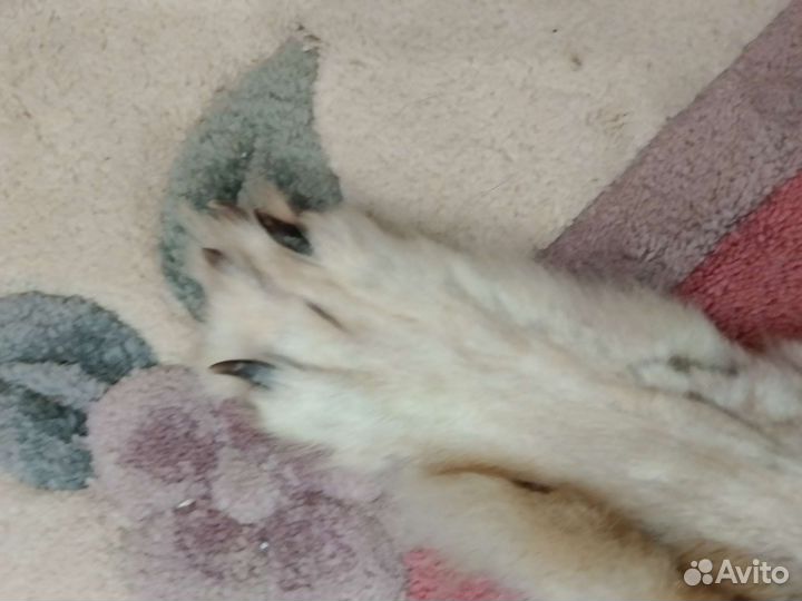 Шкурка волка