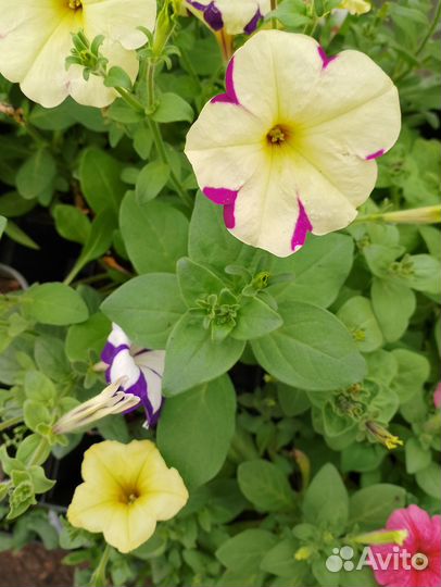 Петуния ампельная и махровая