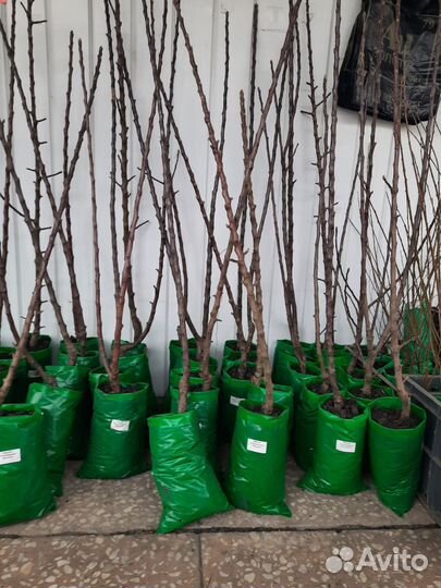 3-х летние Колоновидные Яблони и Груши