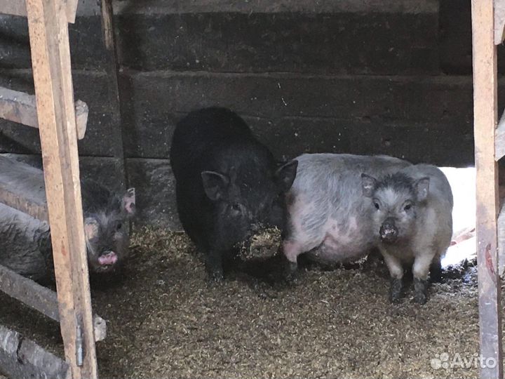 Вьетнамский вислобрюхий поросенок