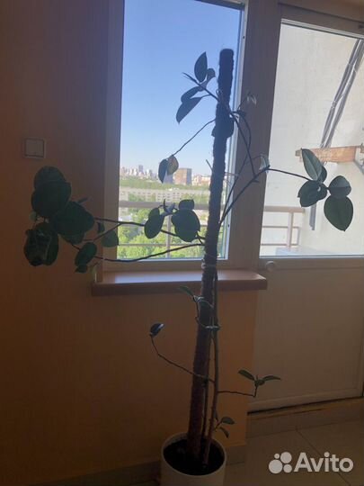 Фикус большой 1,5 м