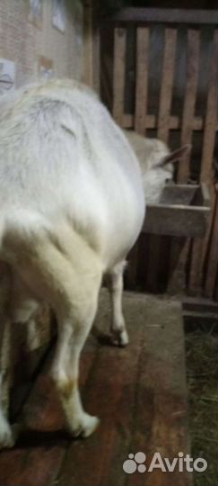 Козел. Доставка