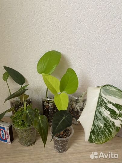 Ароидные монстера Альба