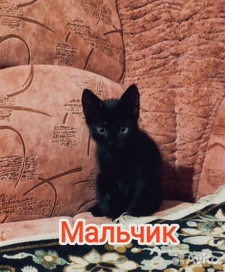 Котята